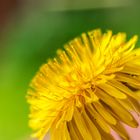 triple dandelion