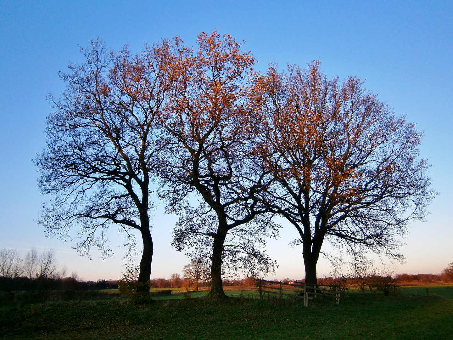 Triple-Tree