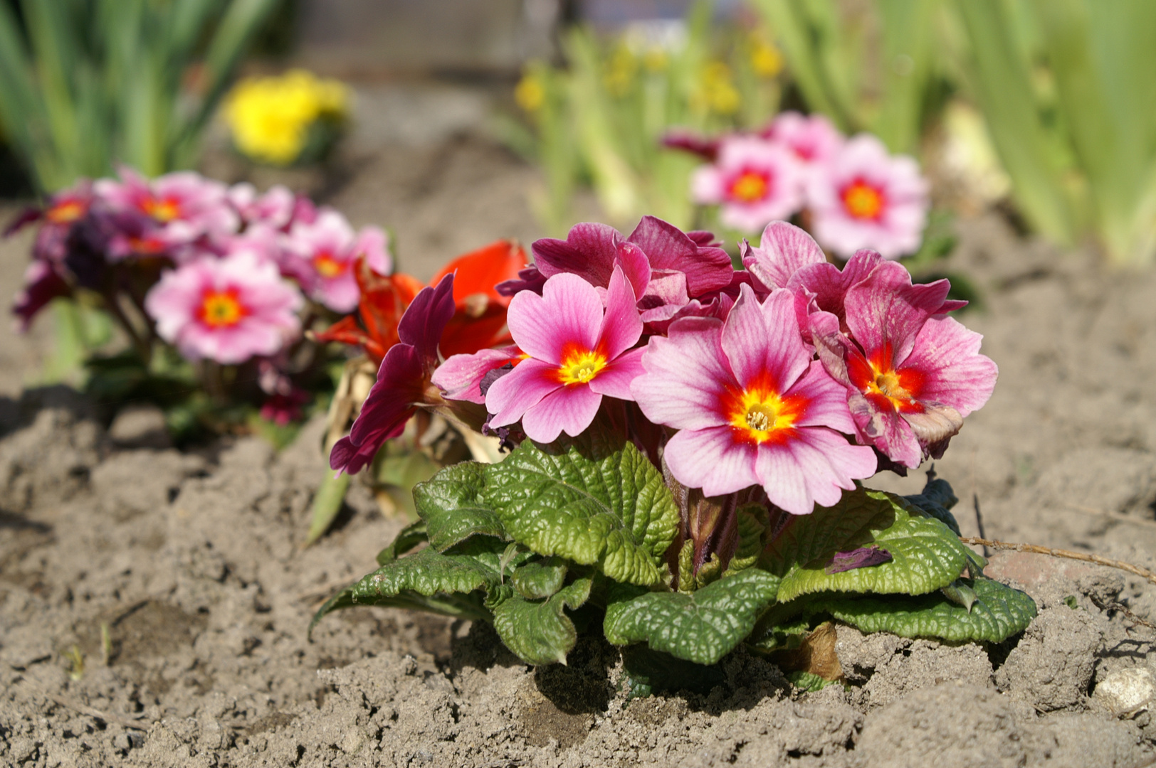 Tripple im Garten; 3 Schöne Blümchen Foto & Bild pflanzen, pilze