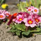 Tripple im Garten; 3 Schöne Blümchen