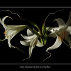 Trippy Madonna Lily