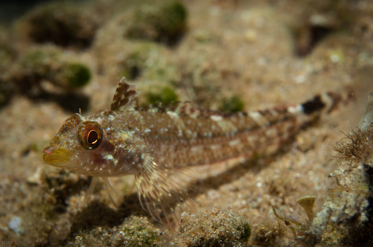 Tripterygion delaisi Foto & Bild natur, mittelmeer, italien Bilder