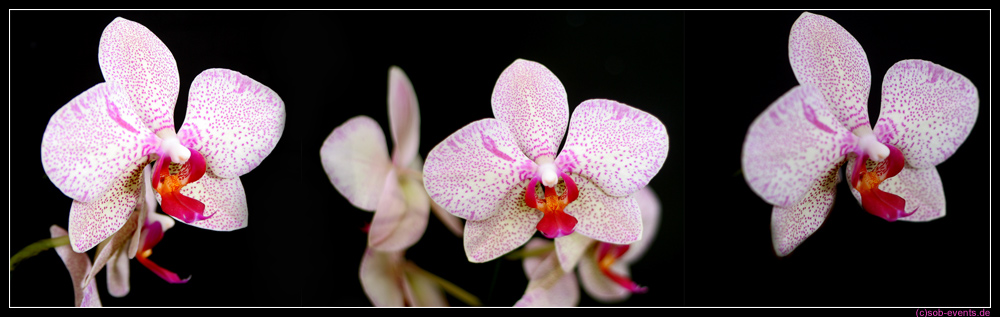 Tripticon einer Phalaenopsis