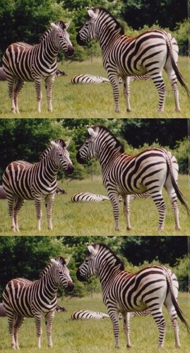 triptychon der zebras