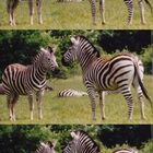 triptychon der zebras