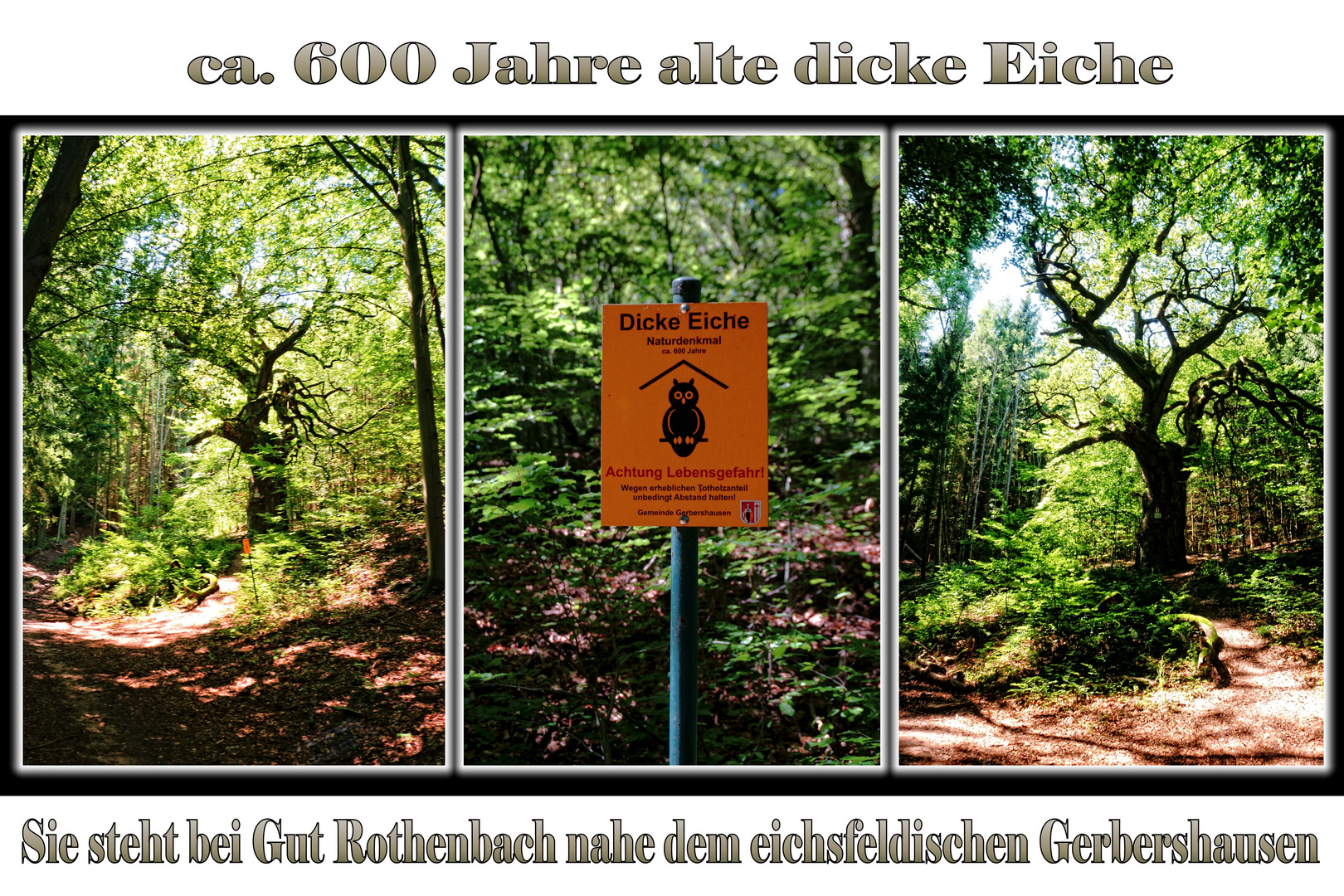 Triptychon Naturdenkmal Dicke Eiche bei Gut Rothenbach