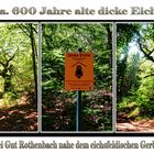 Triptychon Naturdenkmal Dicke Eiche bei Gut Rothenbach