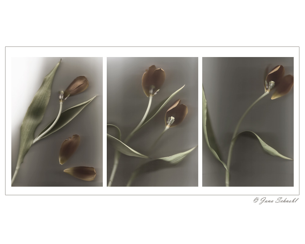 Triptychon von Tulpen