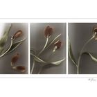 Triptychon von Tulpen