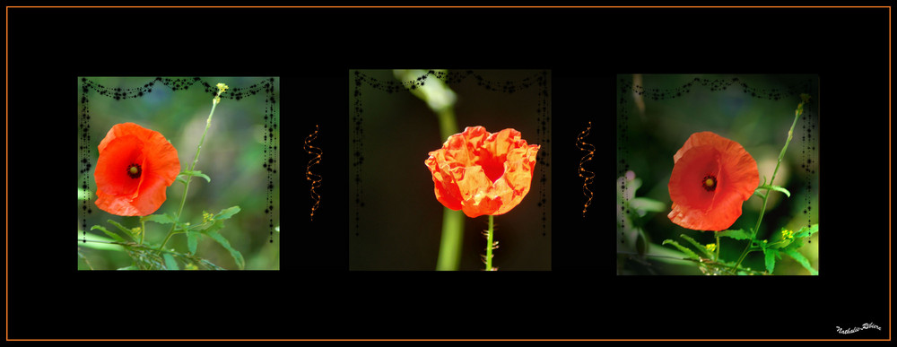 Triptyque aux coquelicots..