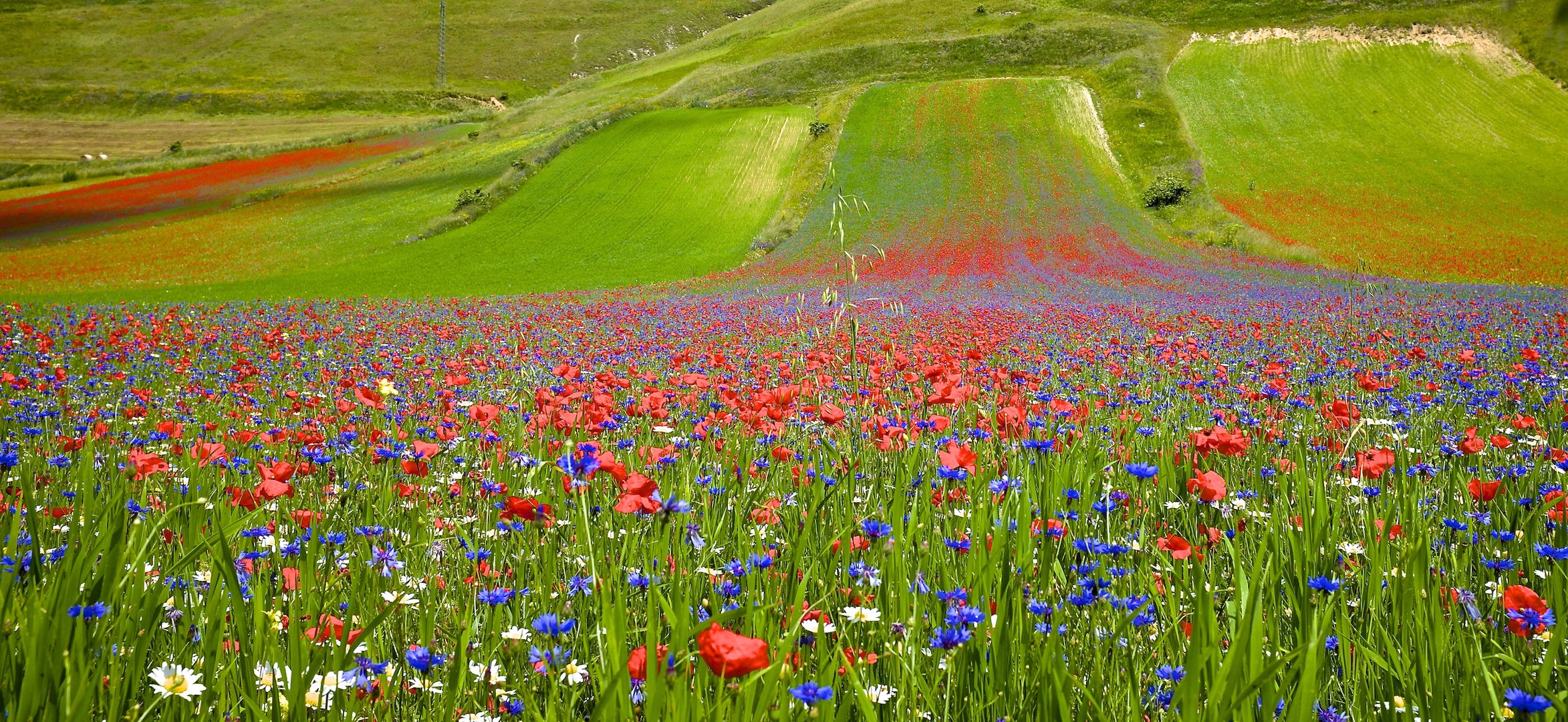 Tripudio di colori