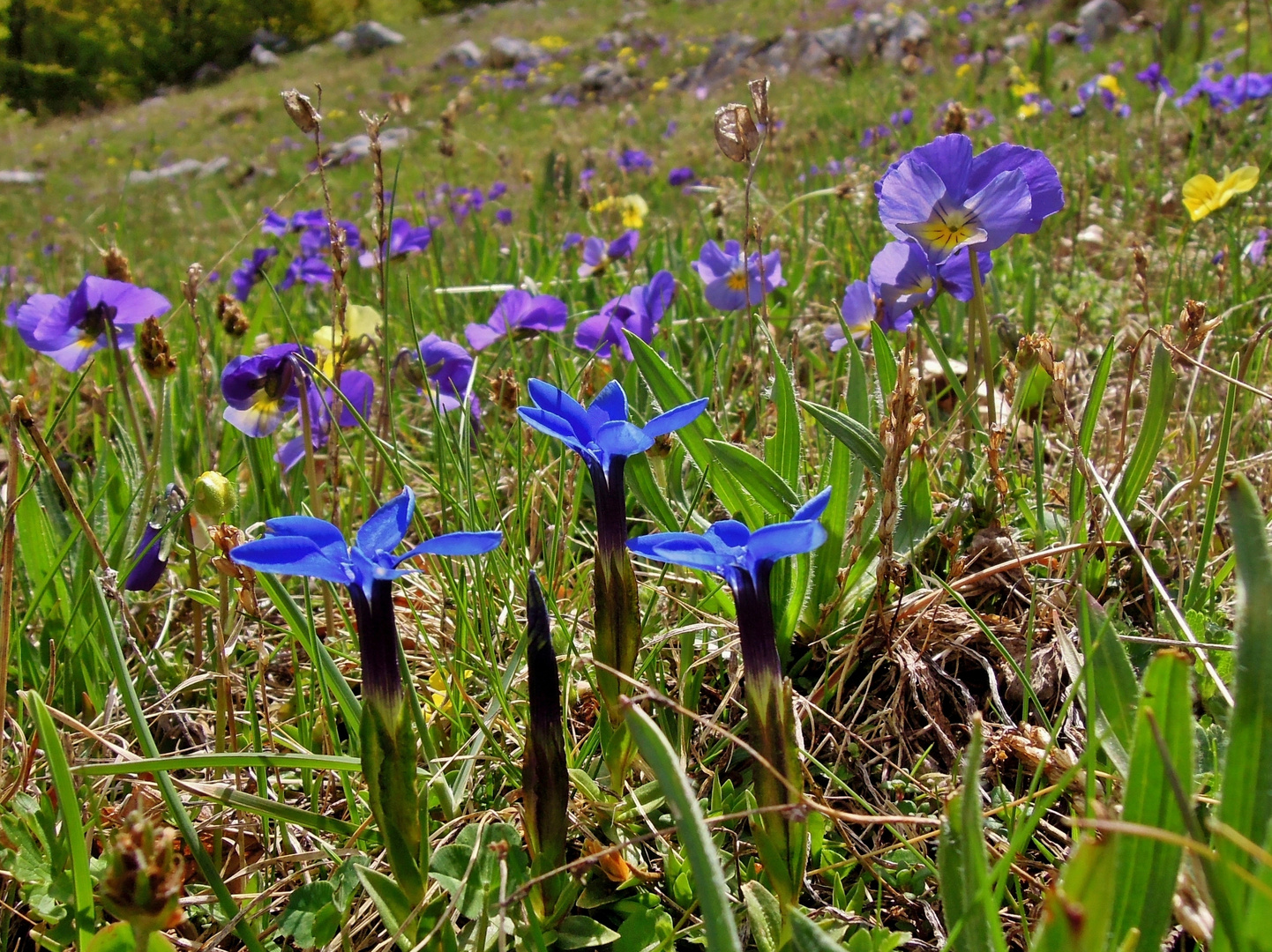 Tris di fiori