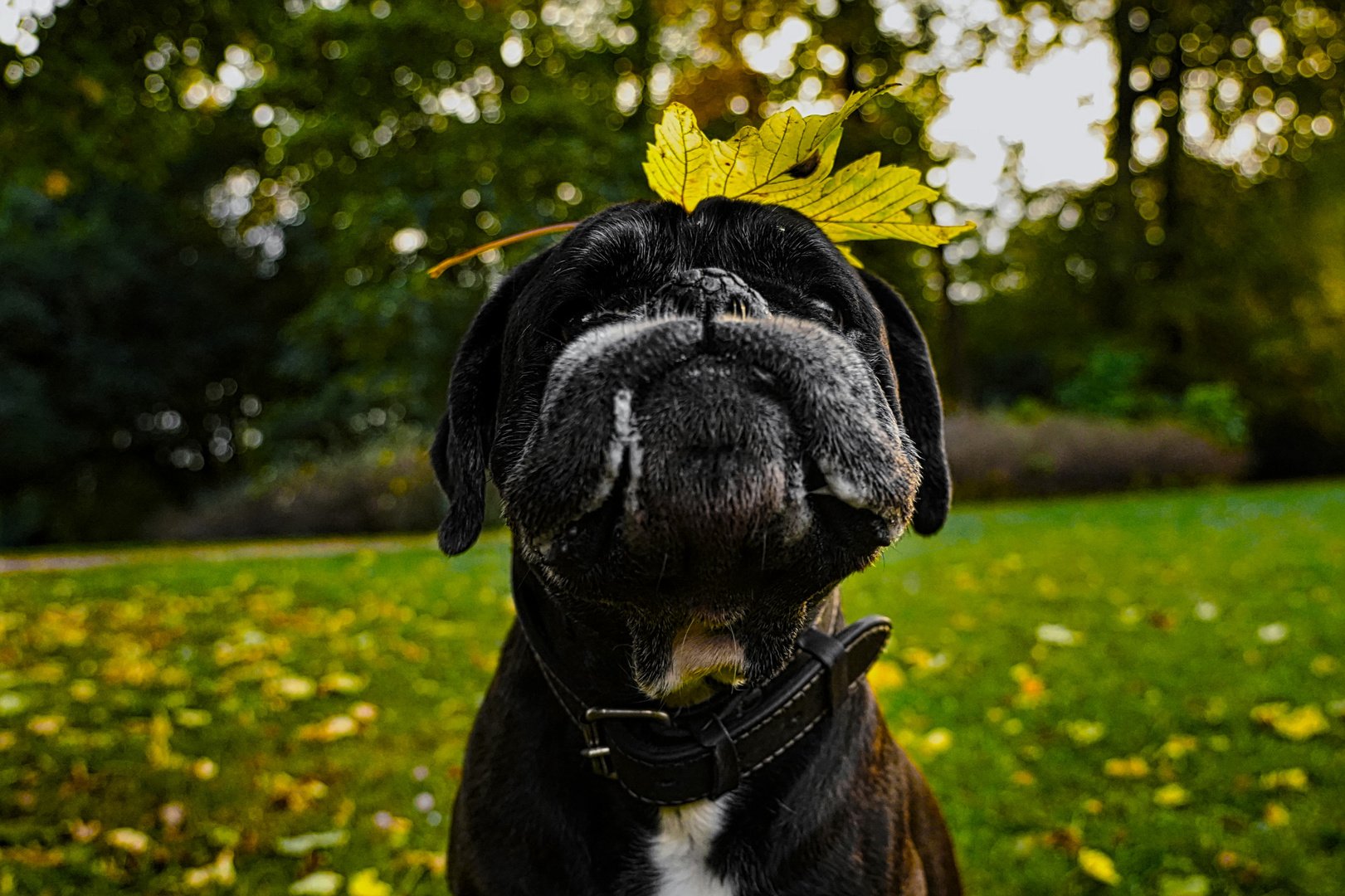 Tristan und der Herbst