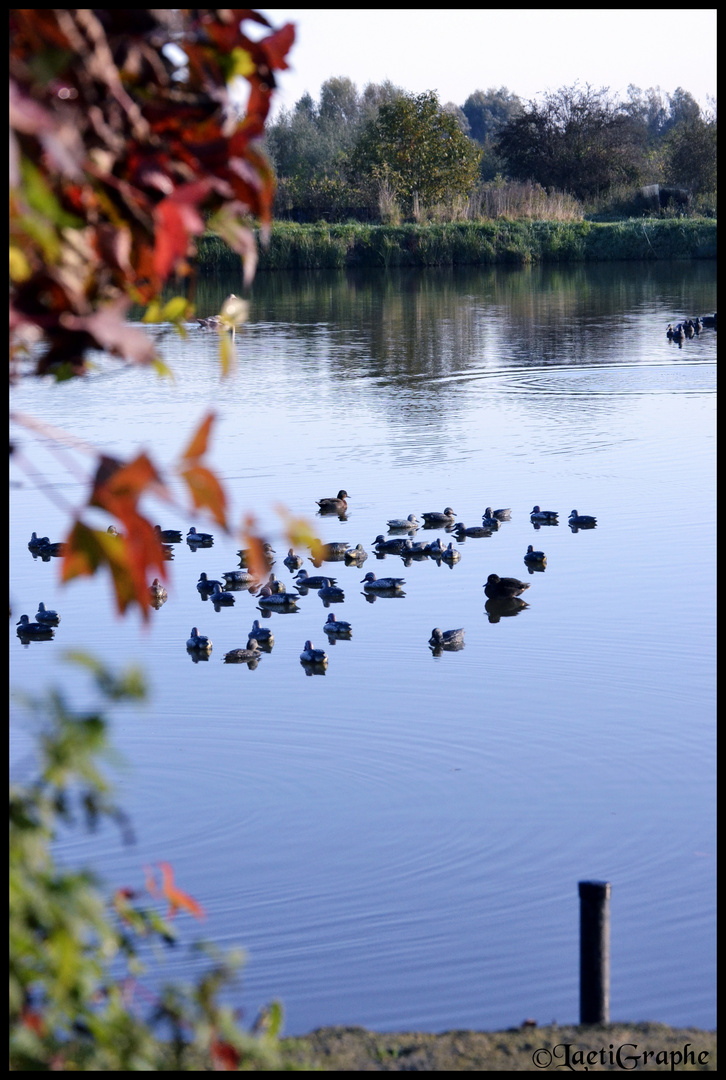 triste automne