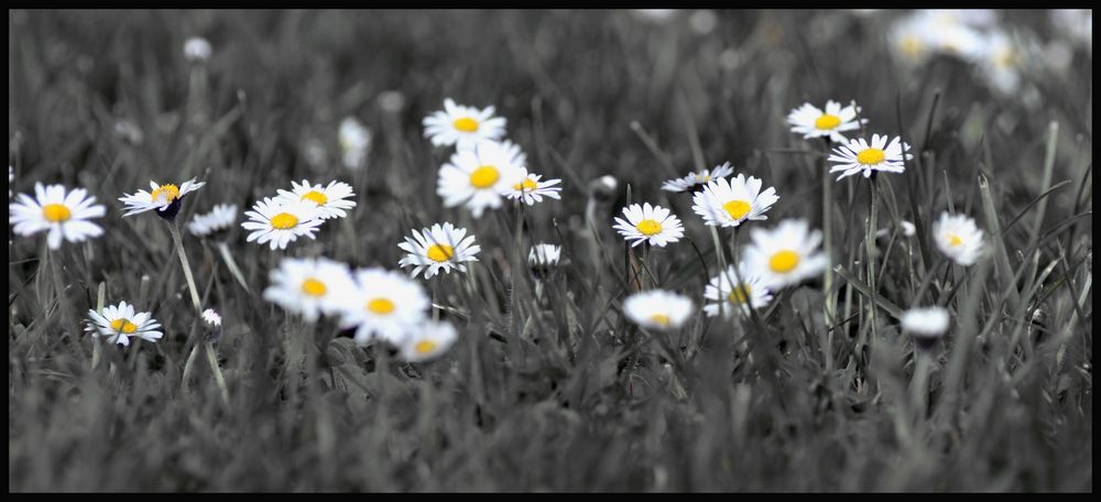 triste blumenwiese