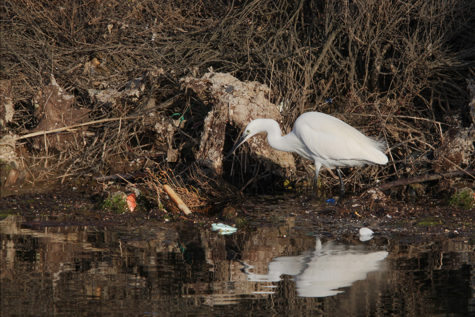 Triste milieu naturel envahi par les plastiques et micro plastiques