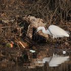 Triste milieu naturel envahi par les plastiques et micro plastiques