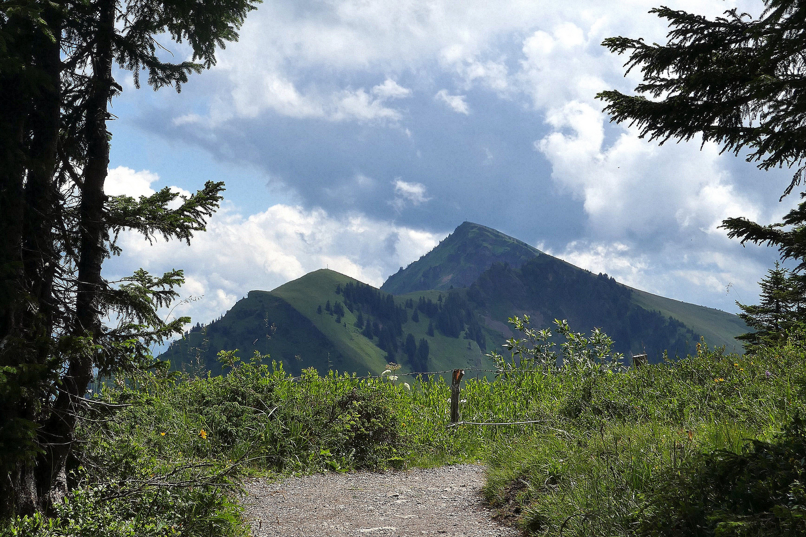 Tristenkopf und Winterstaude