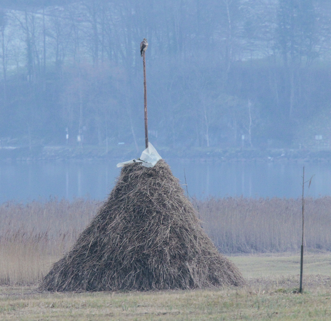 Trister Mäusebussard