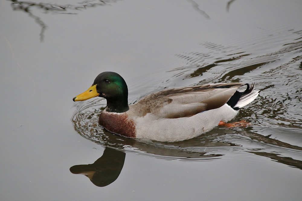 tristes "Enten-Wetter"