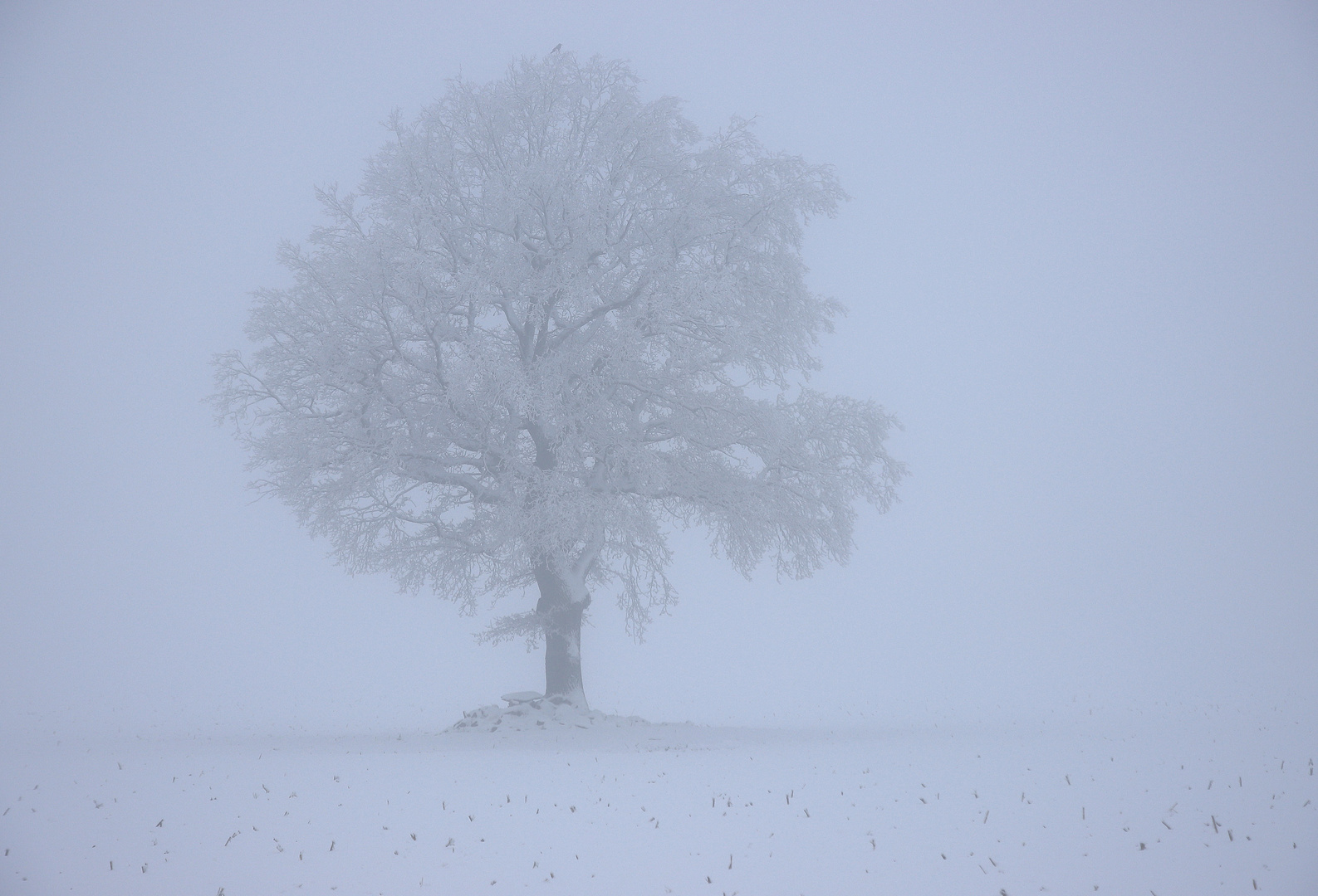 °°°Tristesse°°°