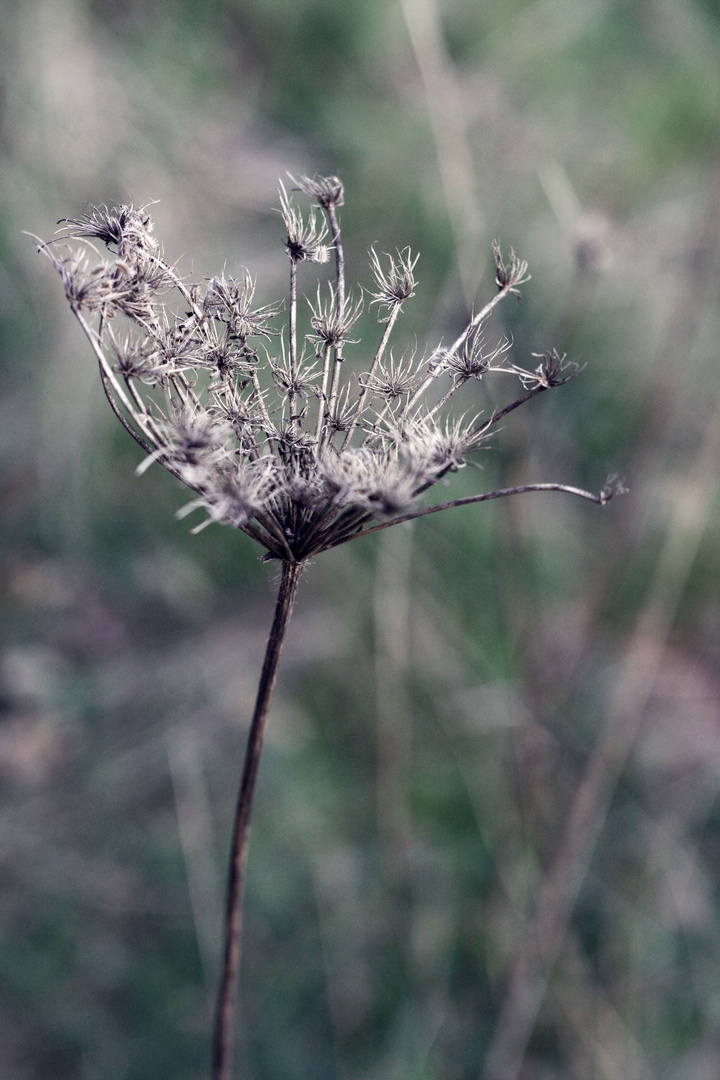 tristesse