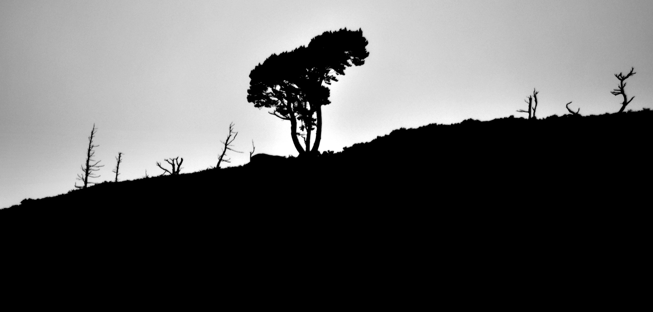 Tristesse d'un arbre solitaire