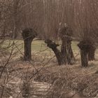 Tristesse im Britzer Garten