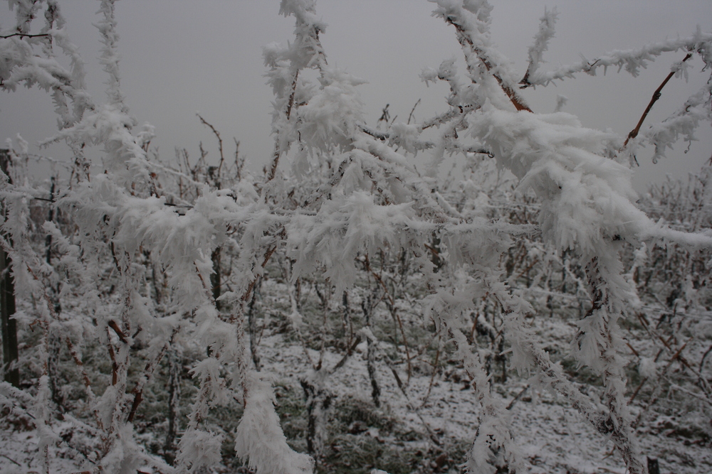 Tristesse im Weinberg