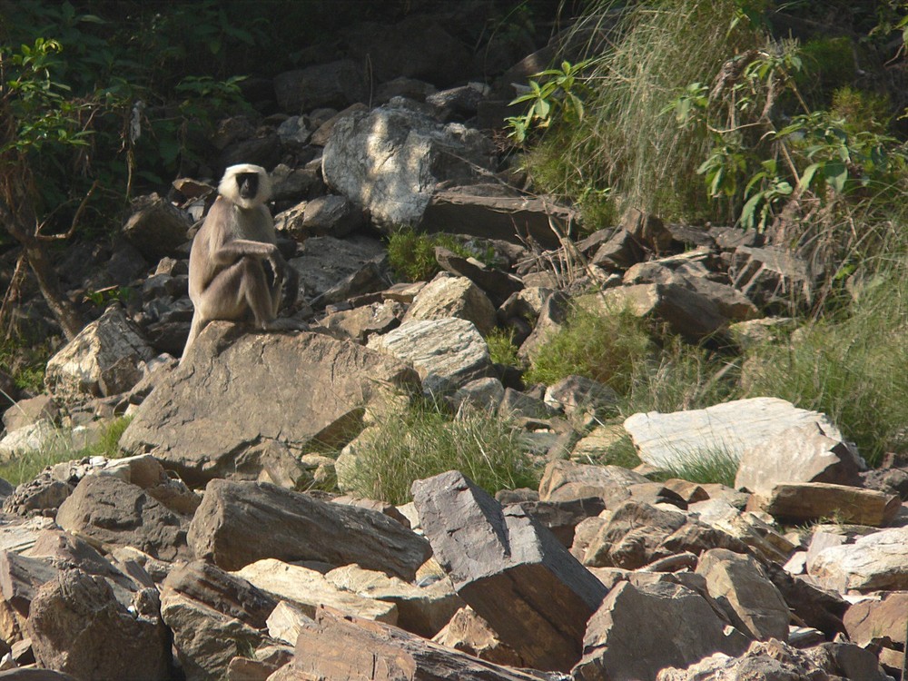 Trisuli River Nepal Monkey Rapid