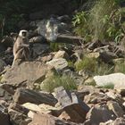 Trisuli River Nepal Monkey Rapid