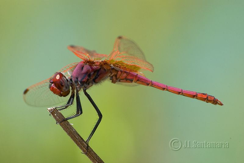 Trithemis annulata