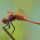 Trithemis annulata