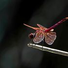 Trithemis annulata