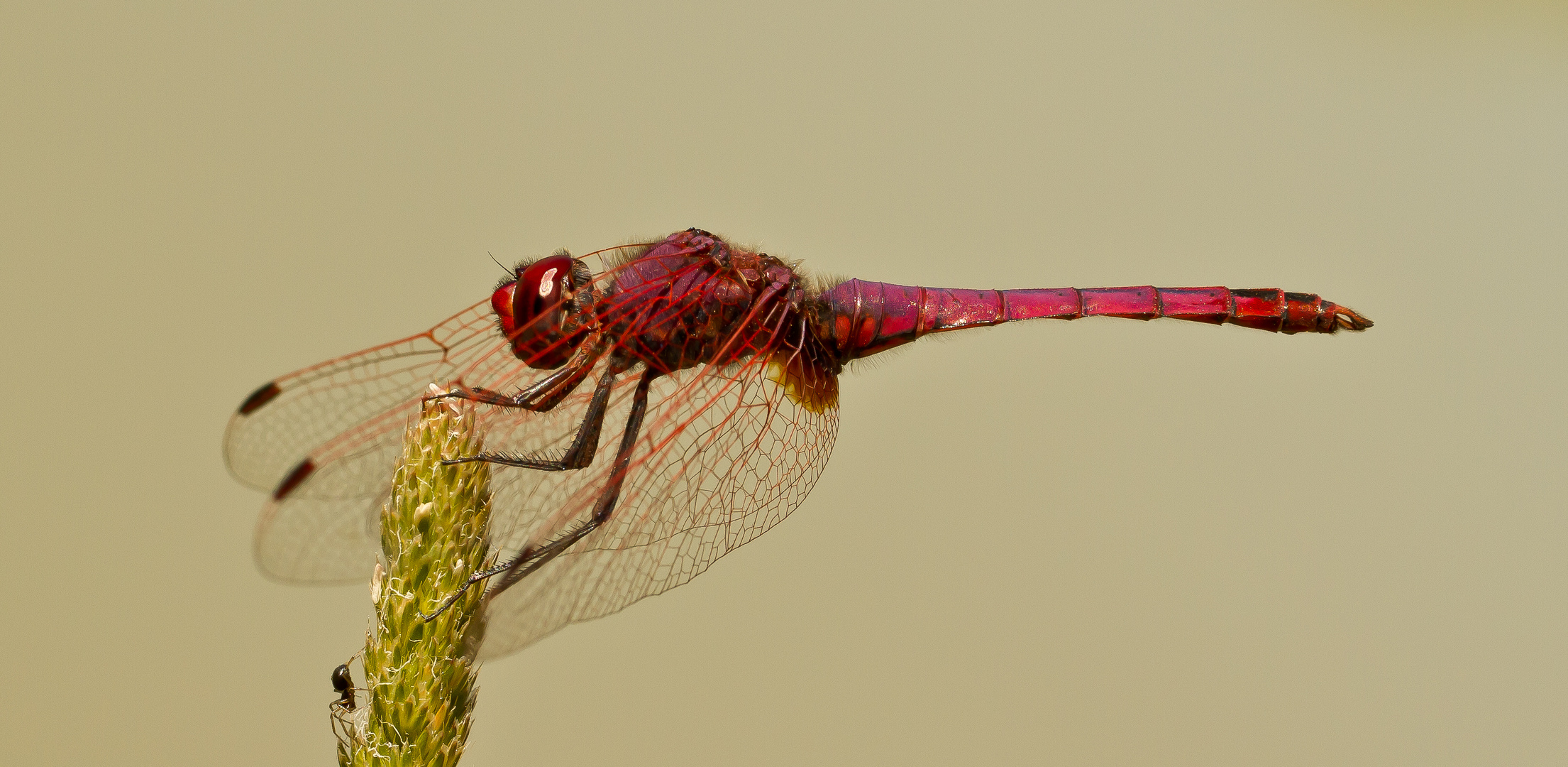 Trithemis Annulata