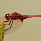 Trithemis Annulata