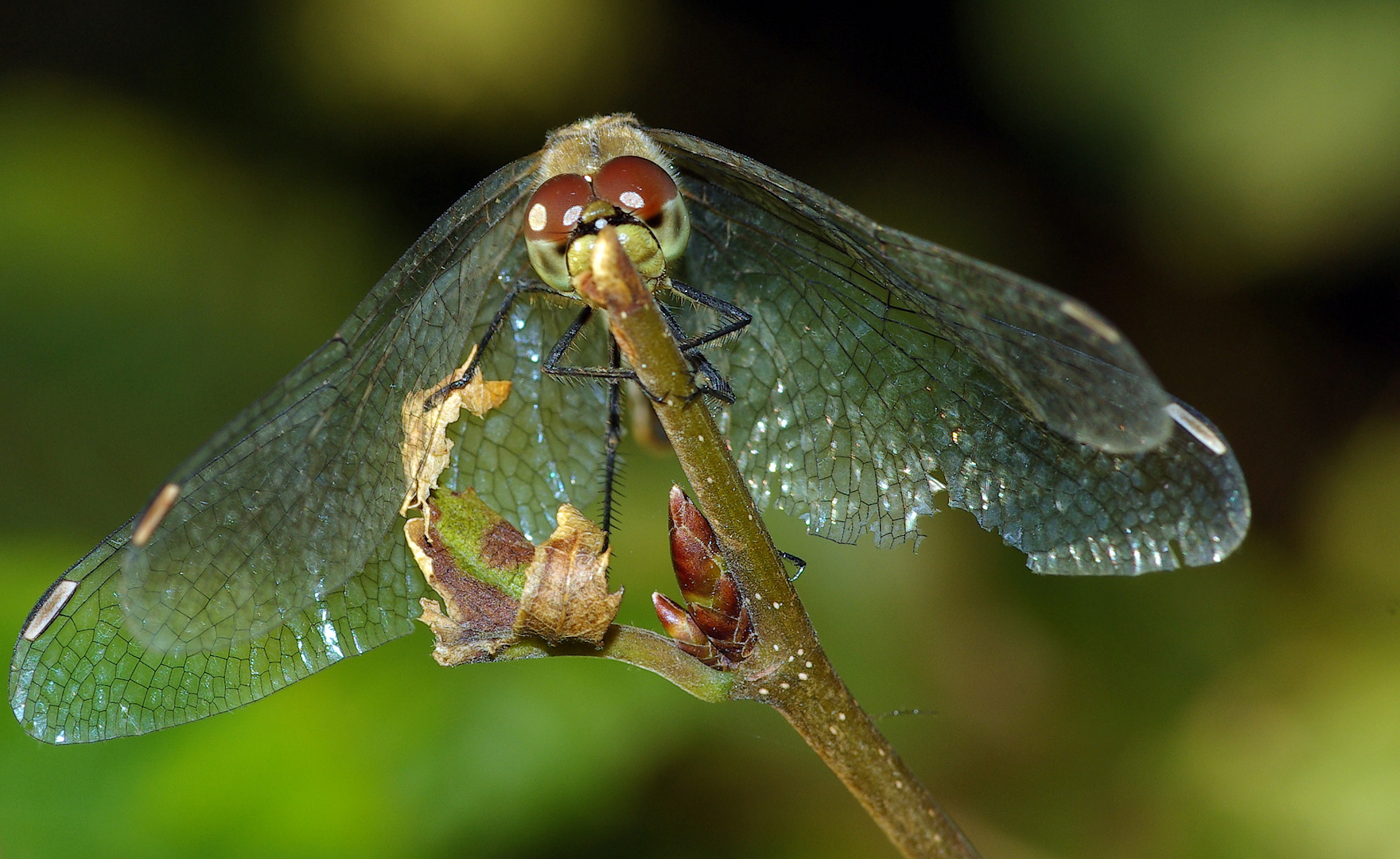 Trithemis annulata