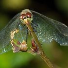 Trithemis annulata