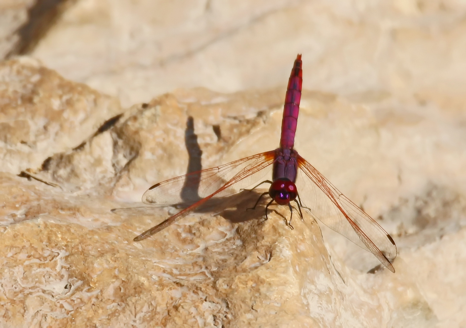 Trithemis annulata