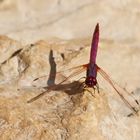 Trithemis annulata