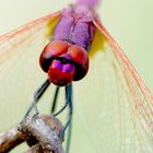 Trithemis annulata de frente