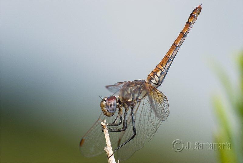 Trithemis annulata hembra