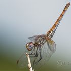 Trithemis annulata hembra