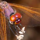 Trithemis Annulata macho