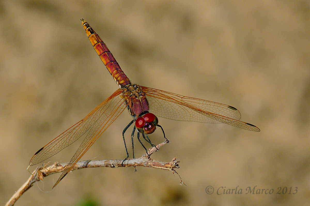 Trithemis annulata maschio