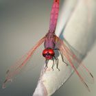 Trithemis annulata - Tunisie