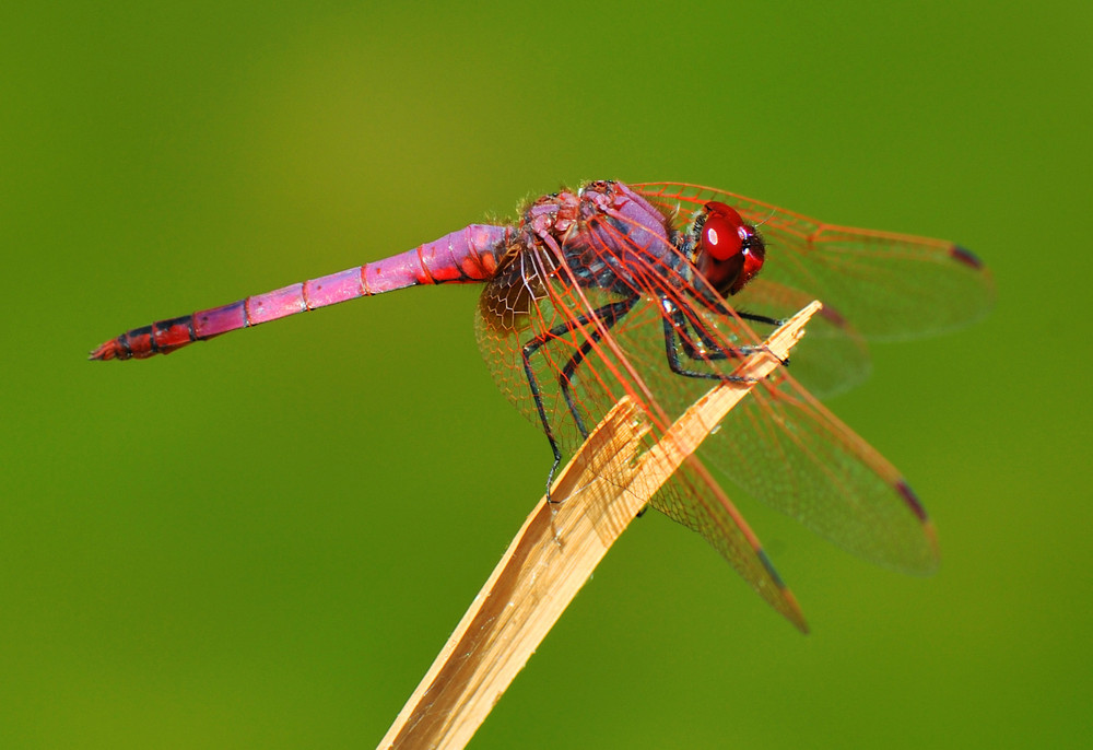 Trithemis annulata (Violetter Sonnenzeiger)