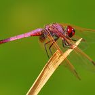 Trithemis annulata (Violetter Sonnenzeiger)