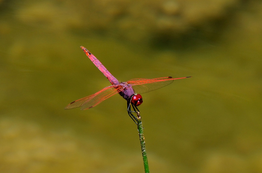 Trithemis annulata (Violetter Sonnenzeiger)