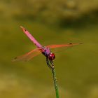 Trithemis annulata (Violetter Sonnenzeiger)